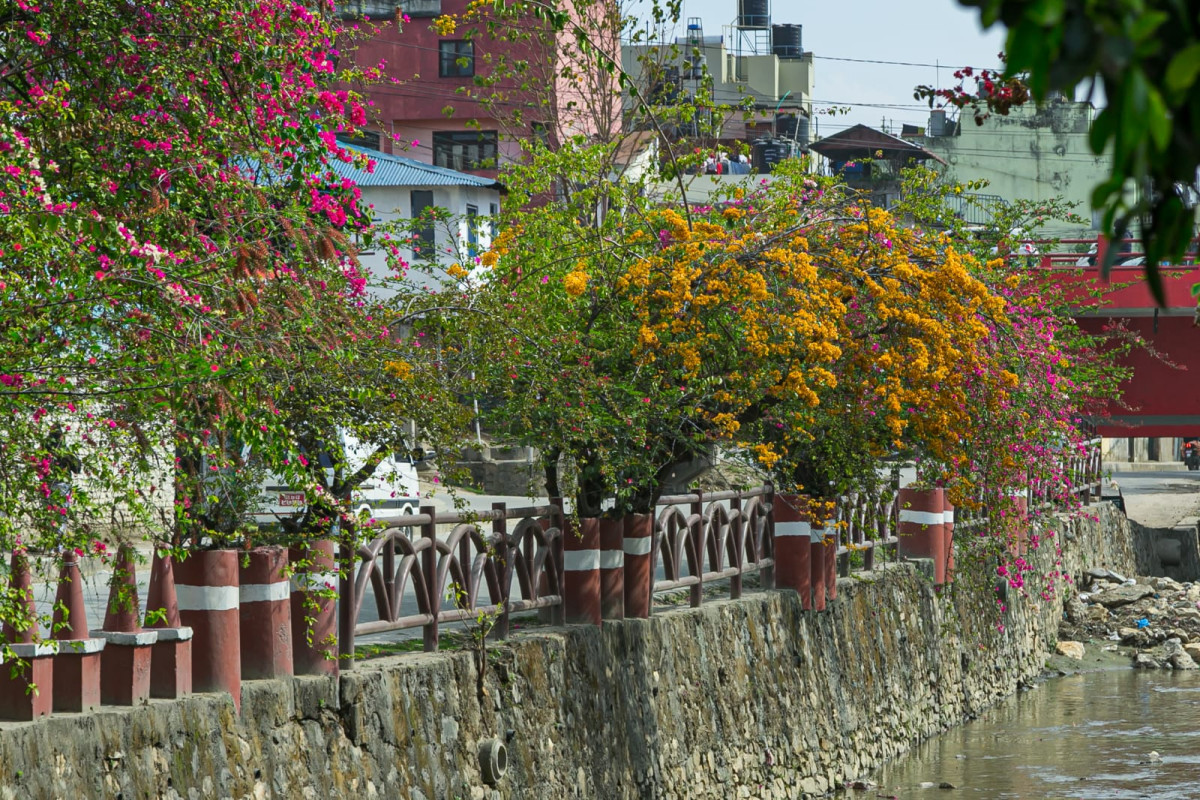 ढकमक्क फूल र हरियालीले फेर्दैछ काठमाडौँ  (फोटो फिचर)